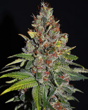 Tropical Punch Feminised Seeds
