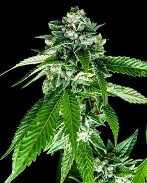 Sorbet Dreams (Sorbet Collection) Feminised Seeds