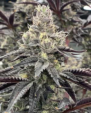 Luv Muffin Feminised Seeds