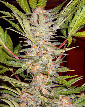 S.A.D. (Sweet Afghani Delicious) S1 Feminised Seeds