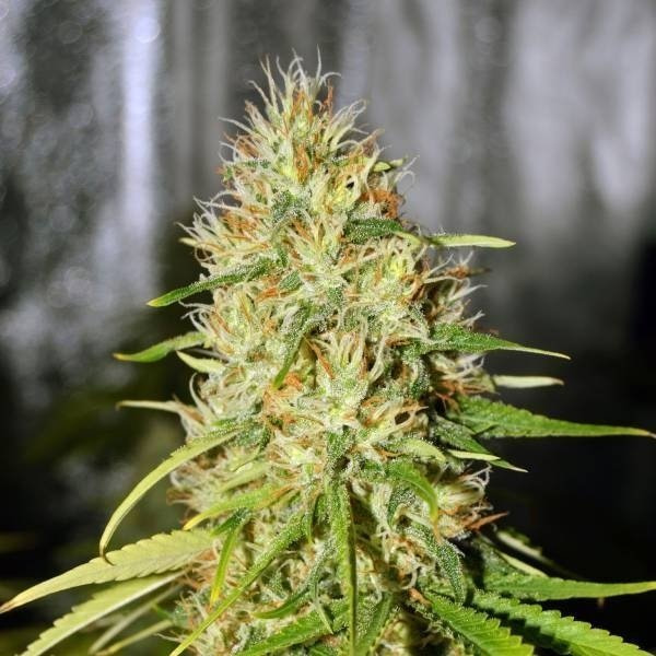 Double Black G13 Labs Seeds