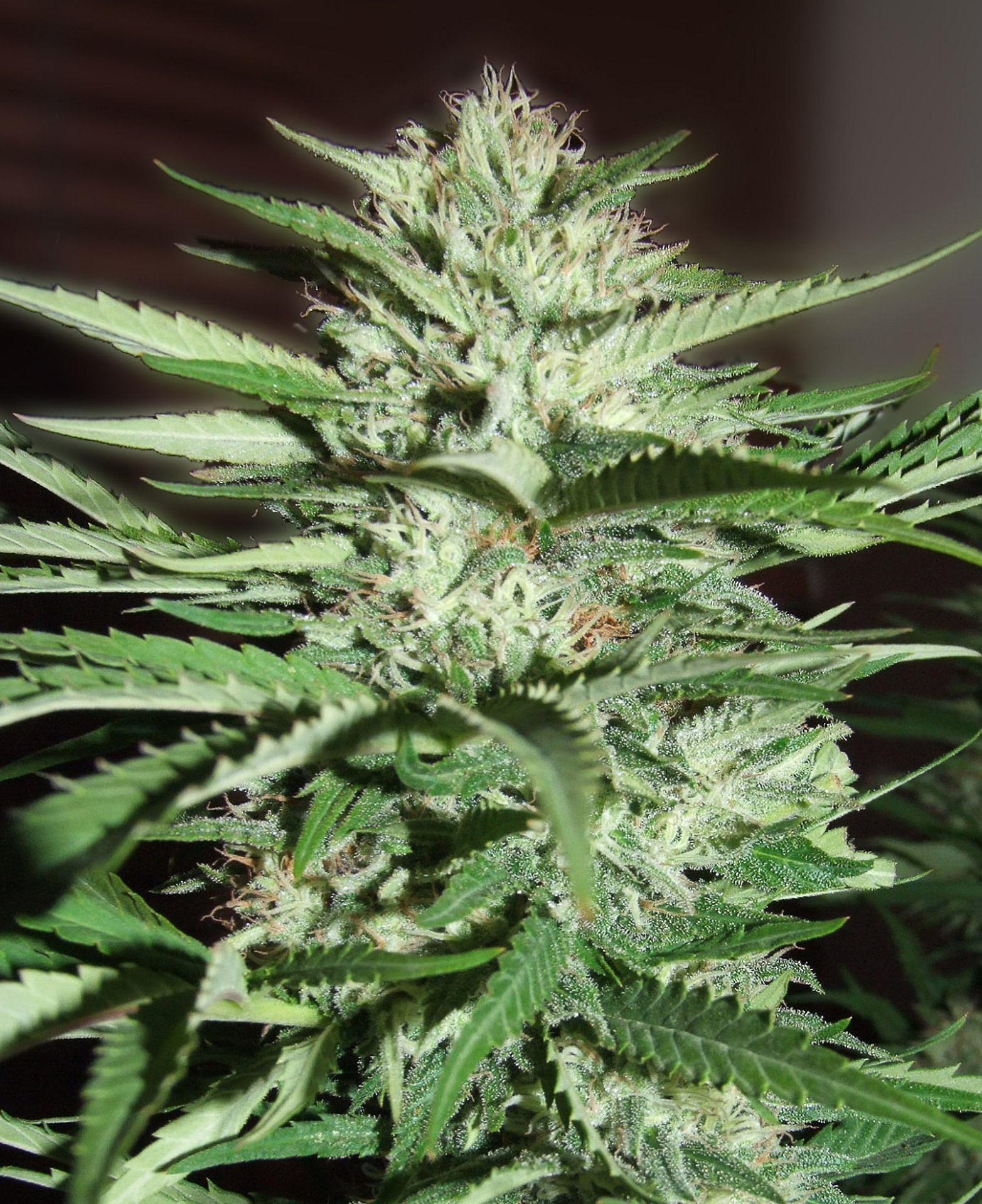 Pineapple Express G13 Labs Seeds