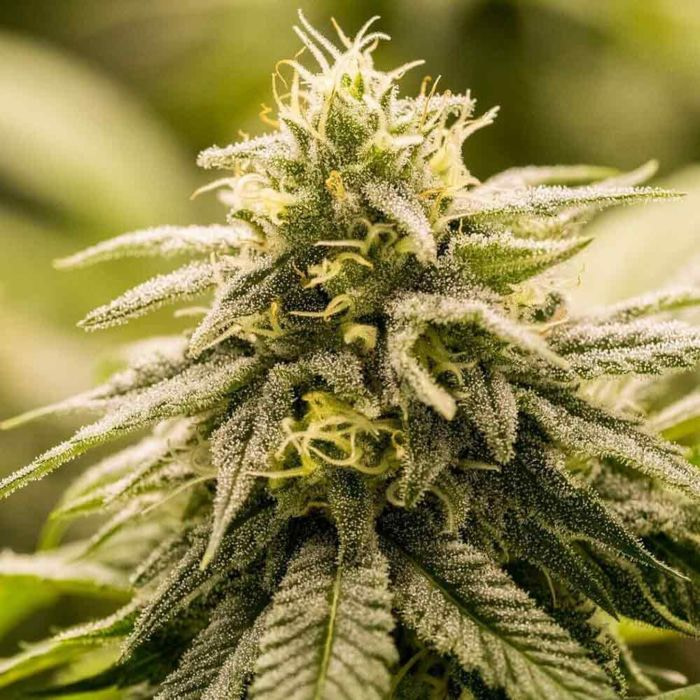 g13-genius-female-cannabis-seeds-by-brothers-grimm-seeds