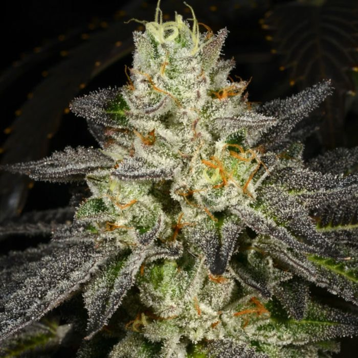 tropical-fusion-cannabis-seeds-archive-seedbank