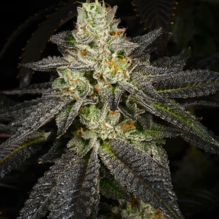 tropical-fusion-female-cannabis-seeds-archive-seedbank