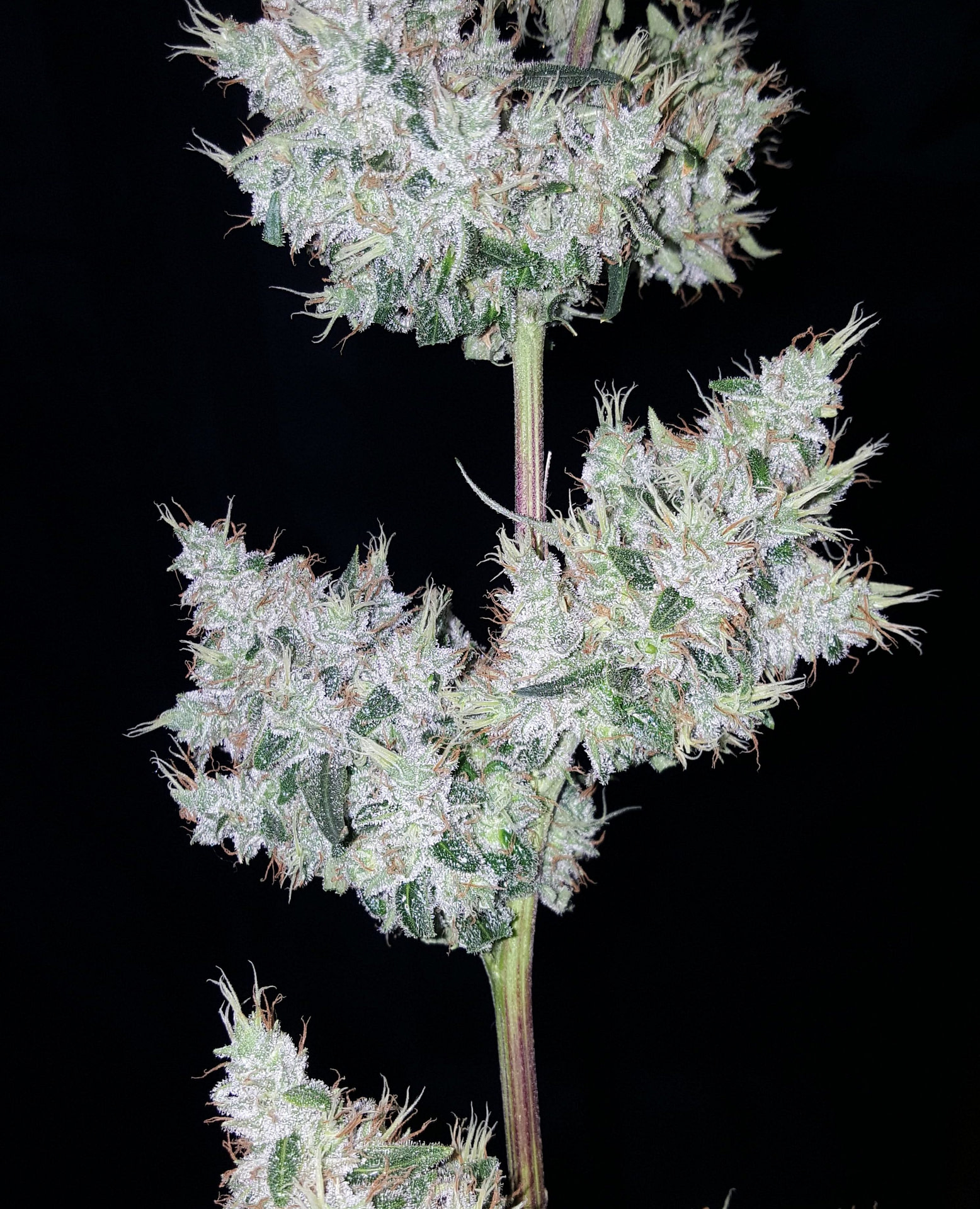 true-canna-genetics-britney-regular-cannabis-seeds-6