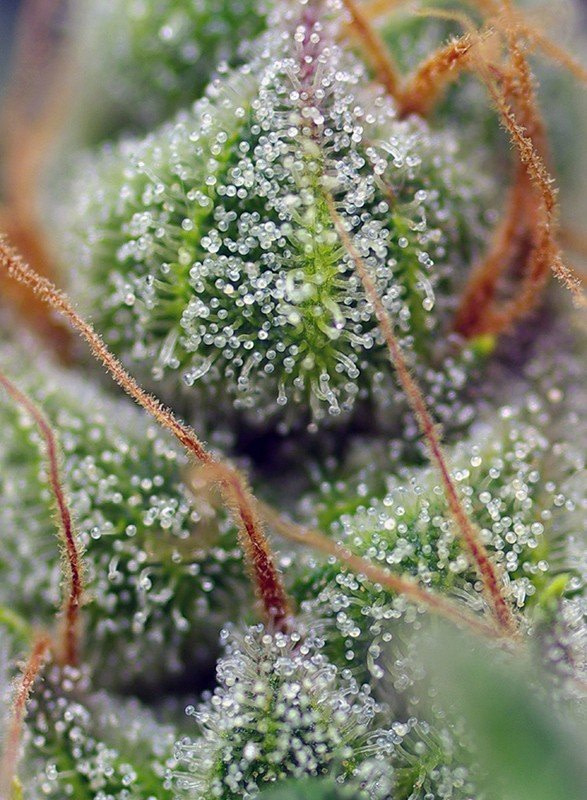 sweet-seeds-crystal-candy-feminised-cannabis-seeds-3