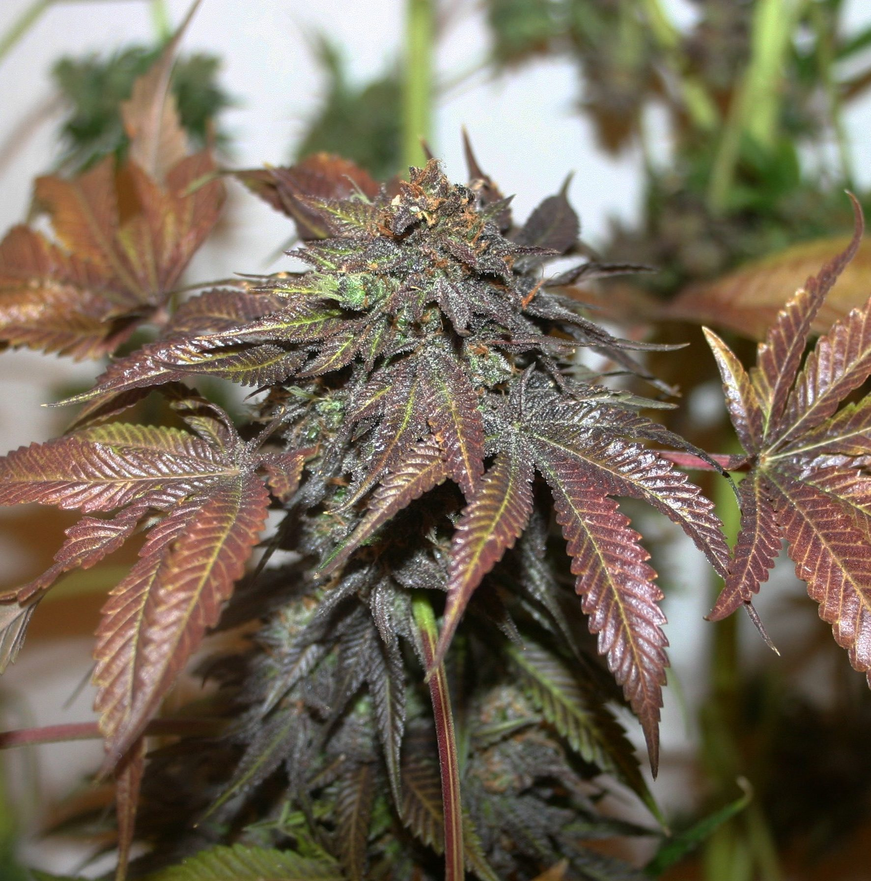 true-canna-genetics-chemonchello-regular-cannabis-seeds-2