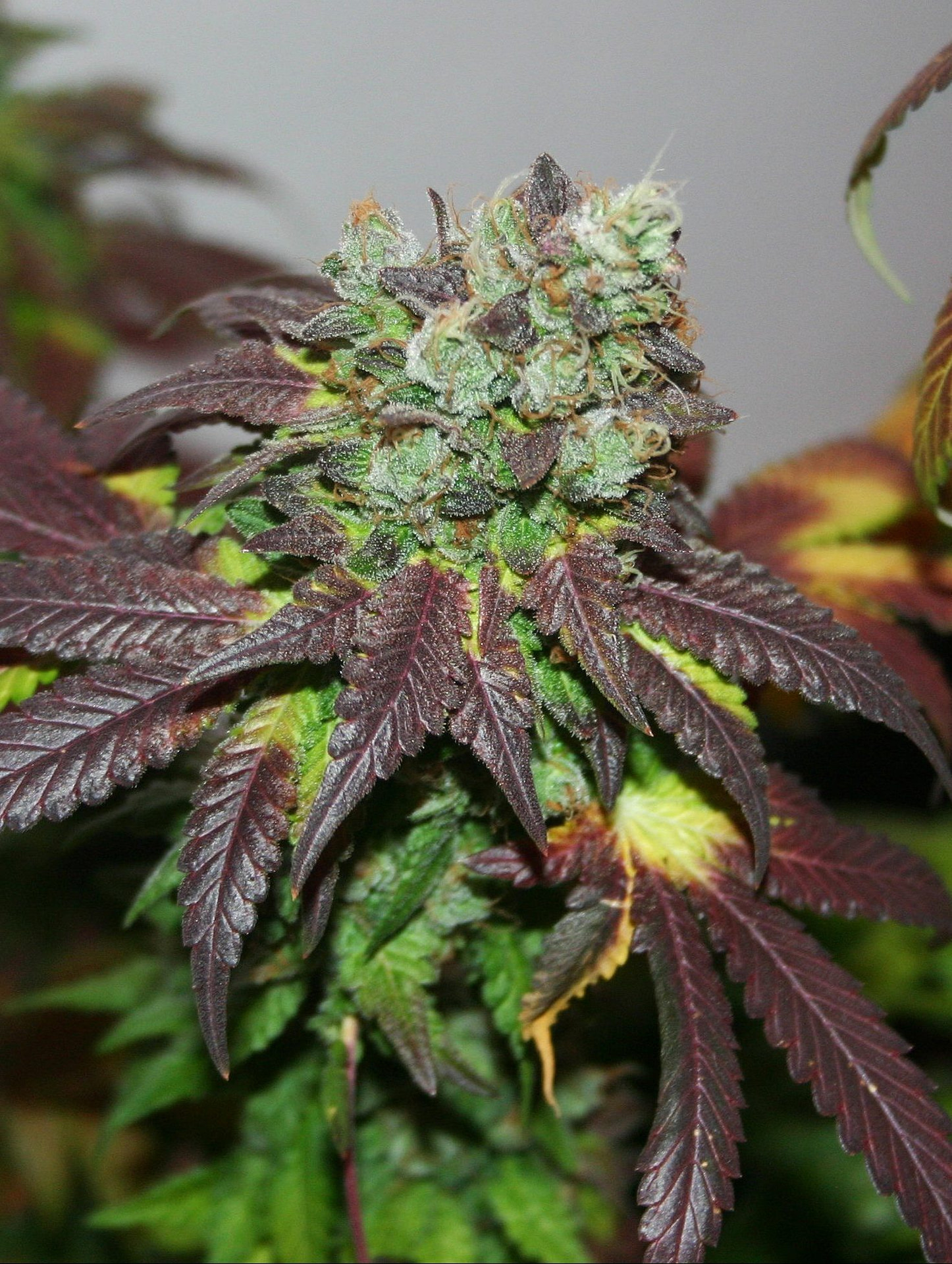 true-canna-genetics-violet-cookies-regular-cannabis-seeds-3