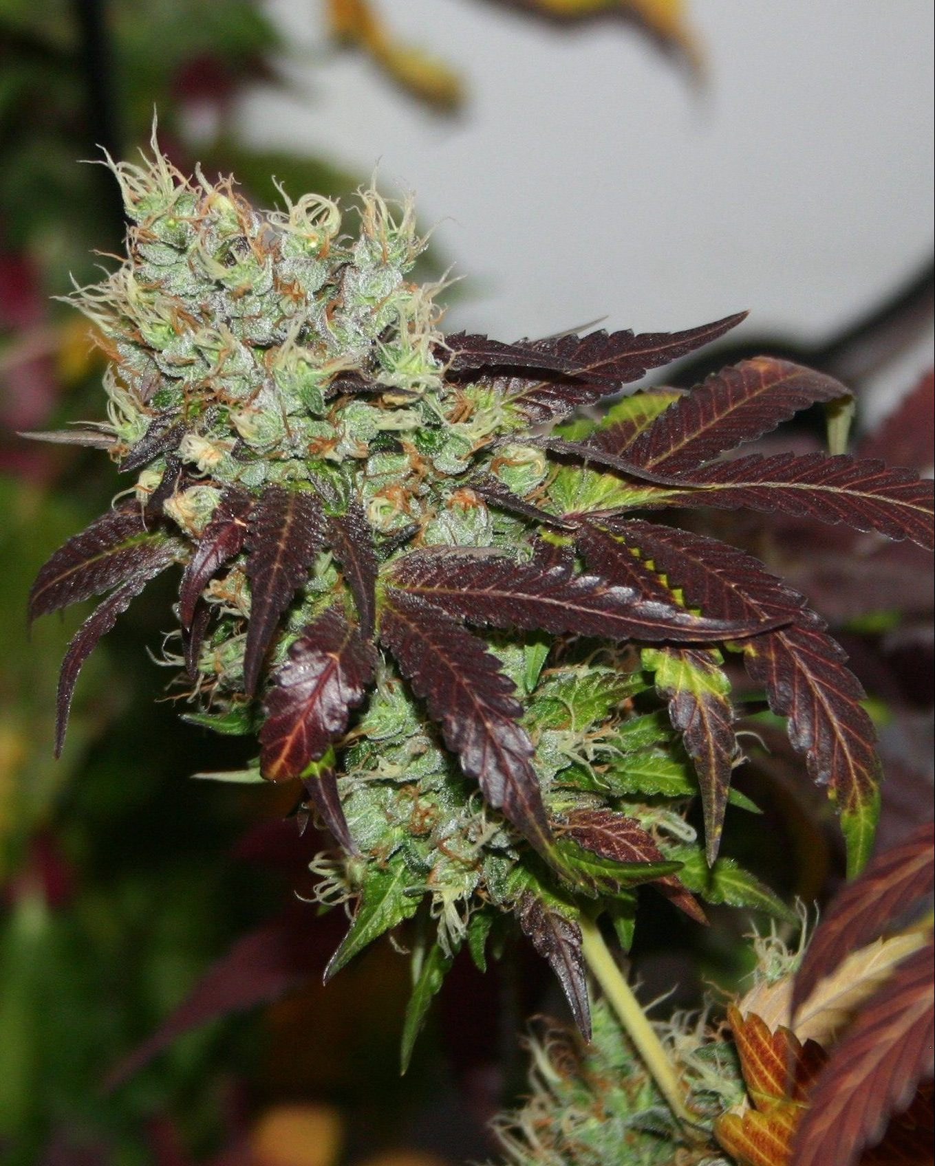 true-canna-genetics-violet-cookies-regular-cannabis-seeds-4
