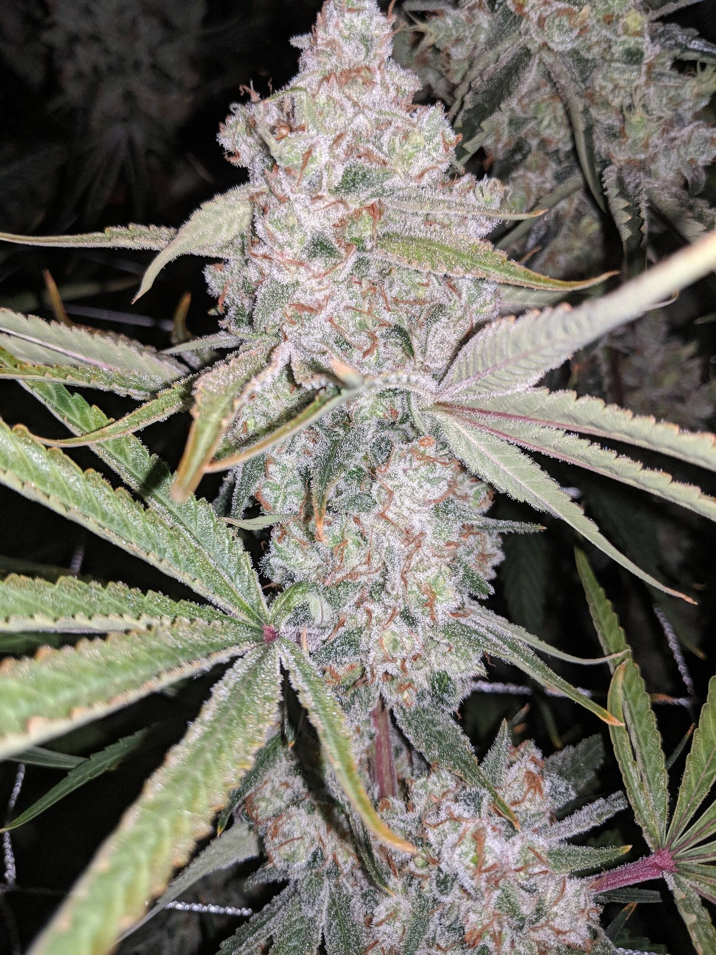 fleur-du-mal-indiana-bubblegum-regular-cannabis-seeds-1