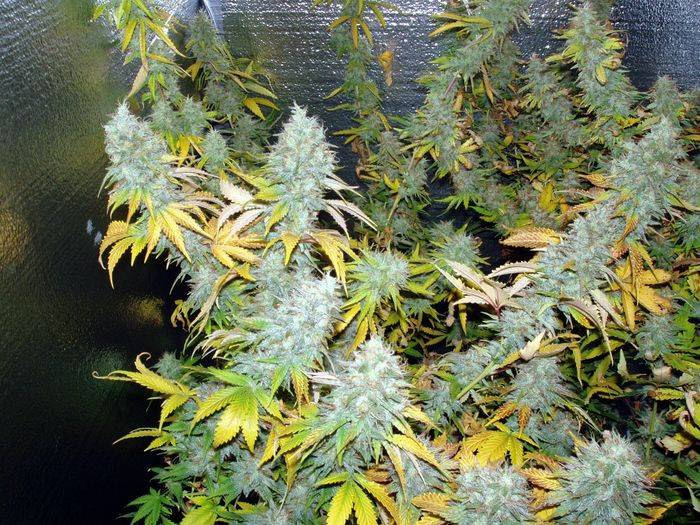 fleur-du-mal-indiana-bubblegum-regular-cannabis-seeds-3
