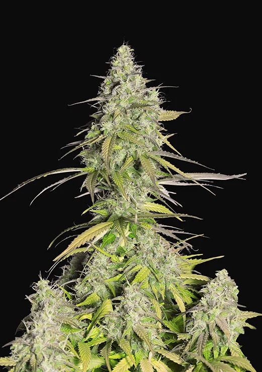fast-buds-girl-scout-cookies-auto-feminised-cannabis-seeds-1