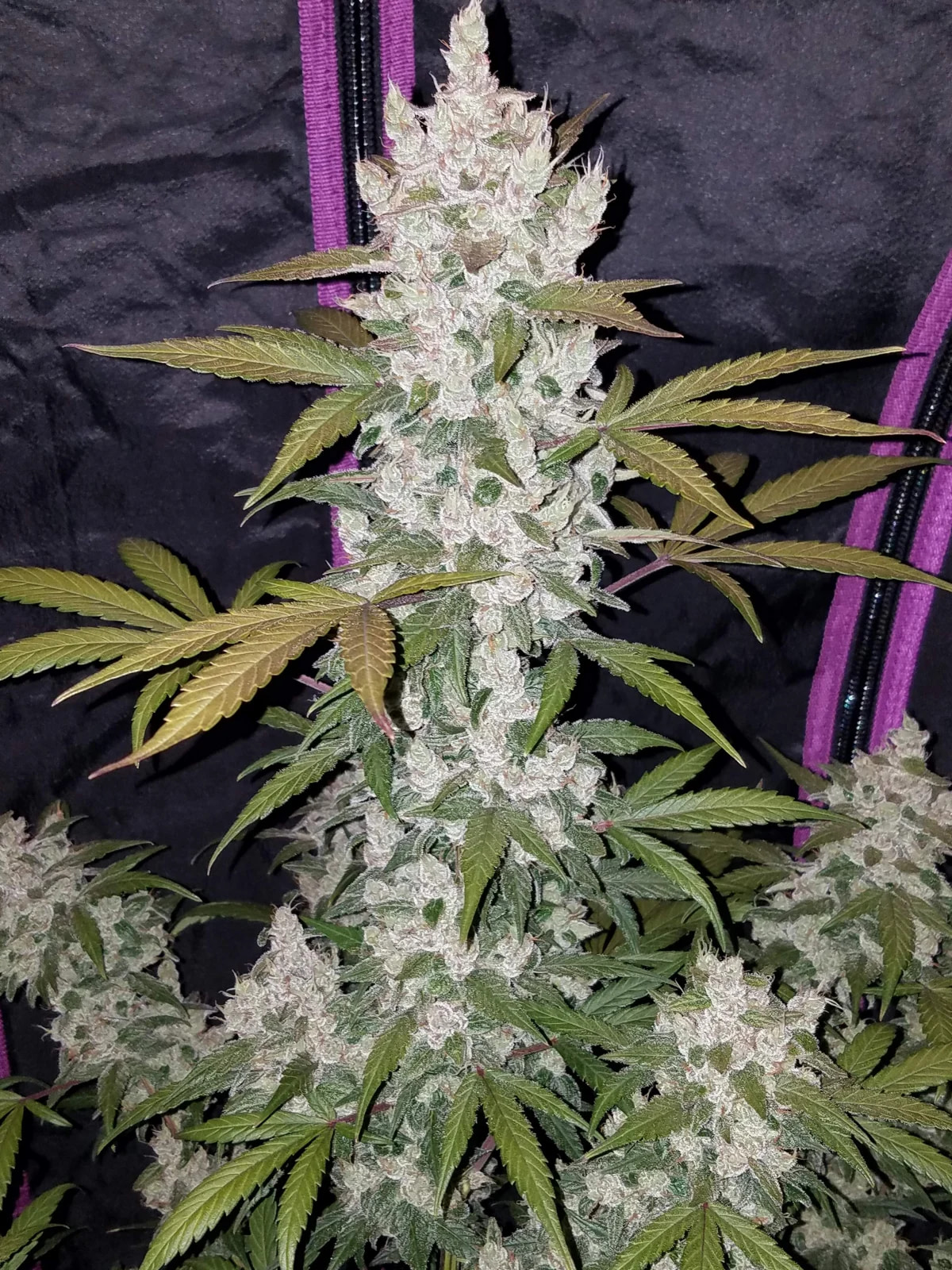 fast-buds-girl-scout-cookies-auto-feminised-cannabis-seeds-2