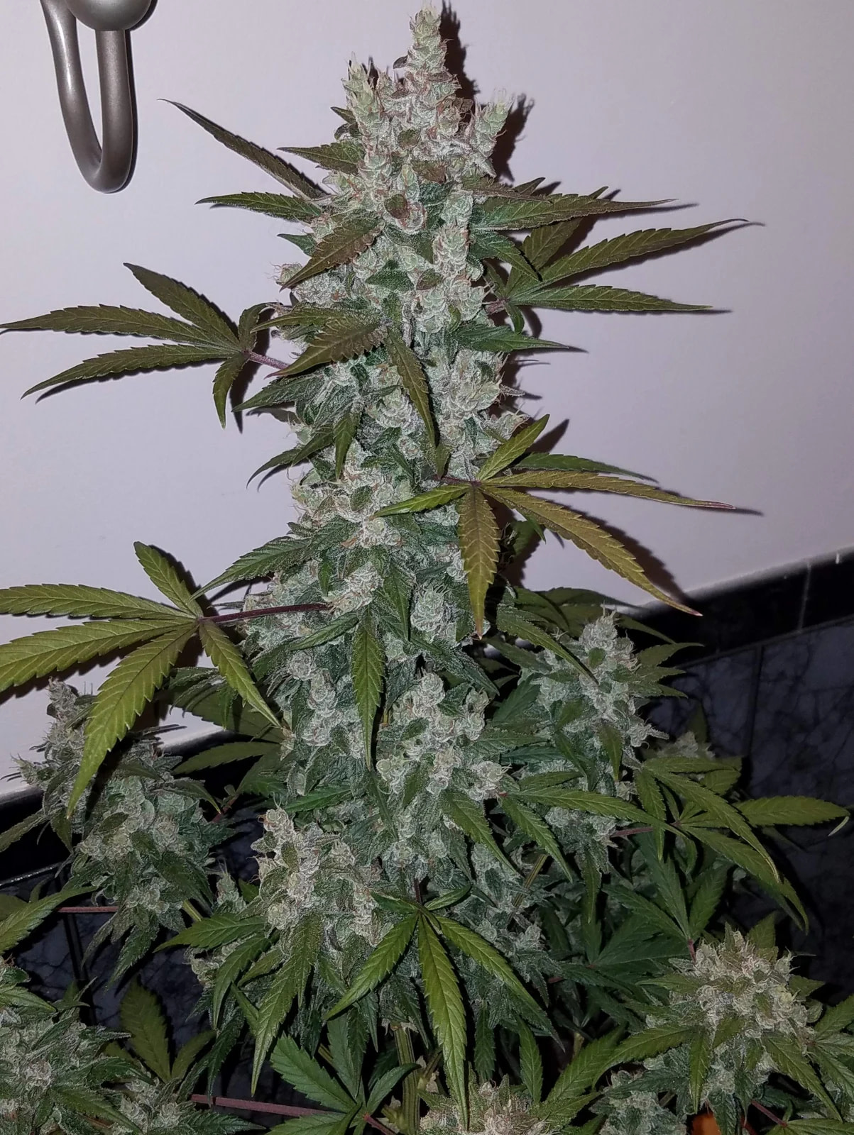 fast-buds-girl-scout-cookies-auto-feminised-cannabis-seeds-3
