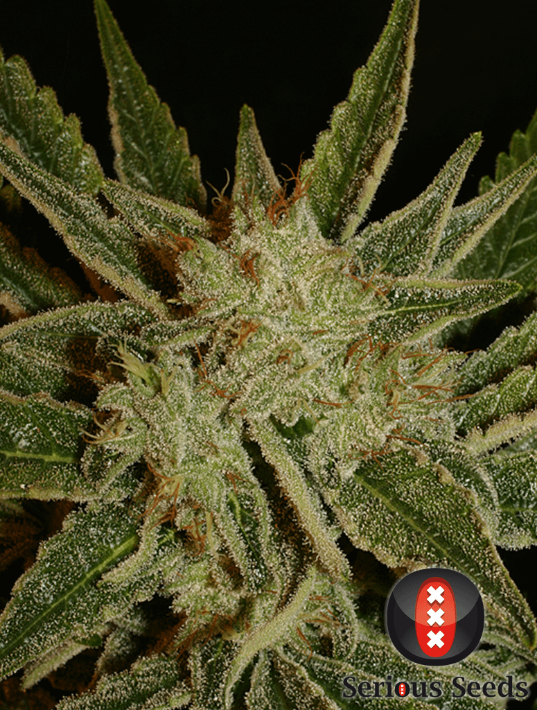 serious-seeds-bubble-gum-feminised-and-regular-cannabis-seeds-2