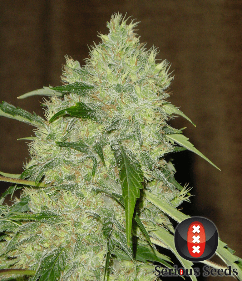 serious-seeds-bubble-gum-feminised-and-regular-cannabis-seeds-3