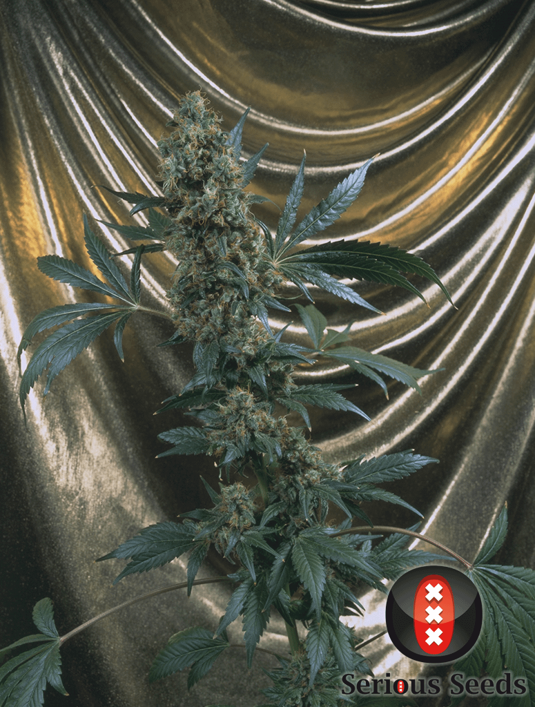 serious-seeds-bubble-gum-feminised-and-regular-cannabis-seeds-4