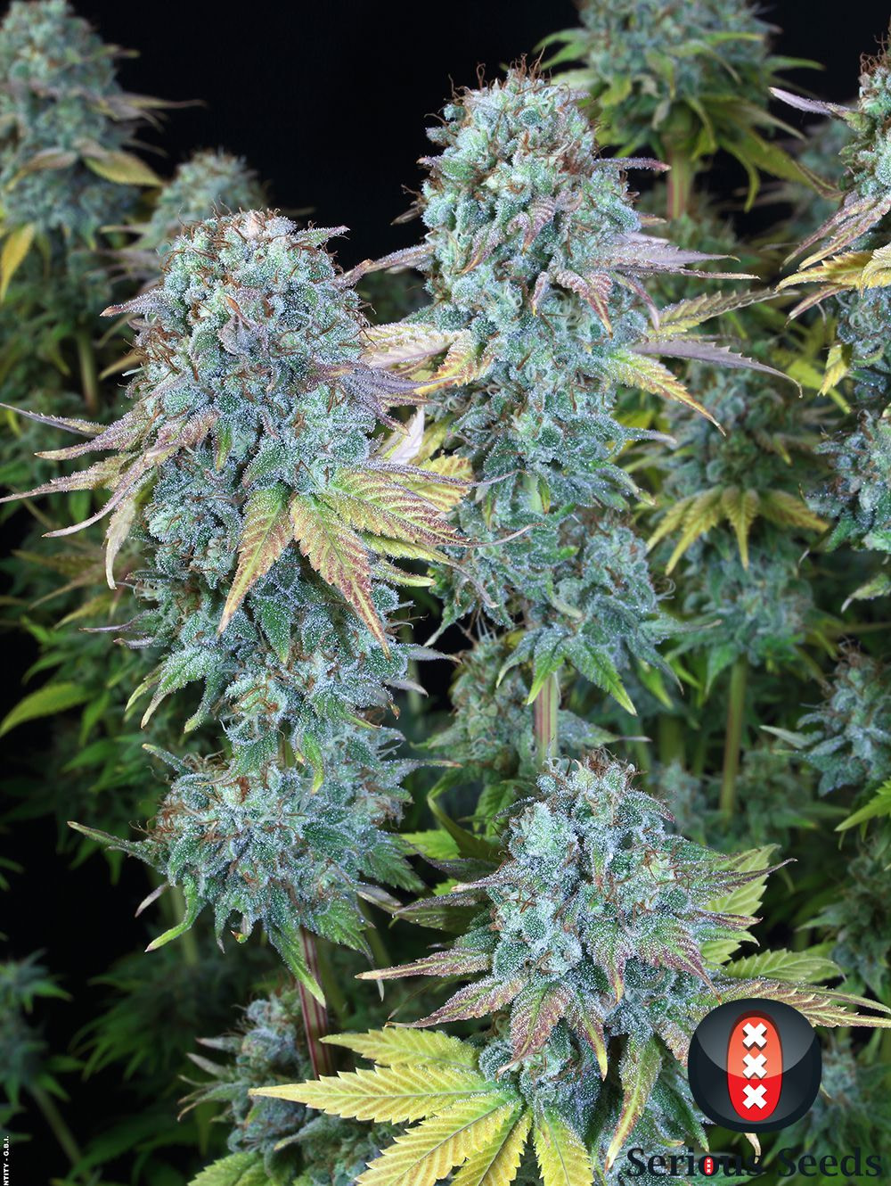 serious-seeds-serious-happiness-feminised-cannabis-seeds-1