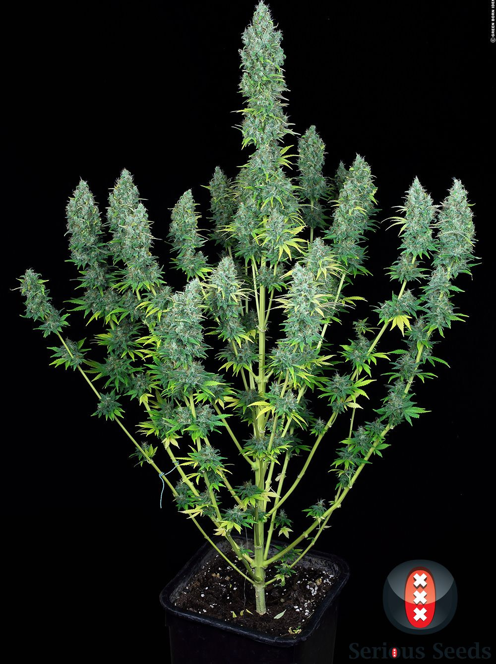 serious-seeds-serious-happiness-feminised-cannabis-seeds-2