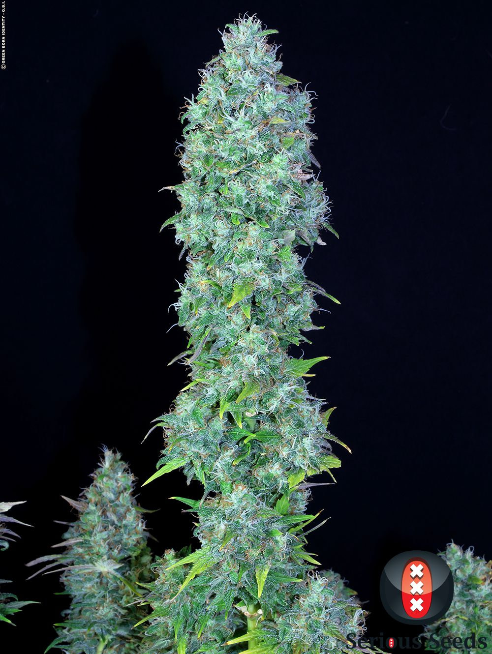 serious-seeds-serious-happiness-feminised-cannabis-seeds-3