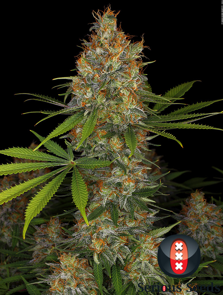 serious-seeds-strawberry-ak-47-akeil-feminised-cannabis-seeds-1