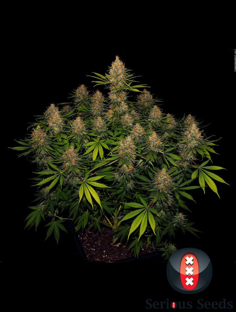 serious-seeds-strawberry-ak-47-akeil-feminised-cannabis-seeds-2