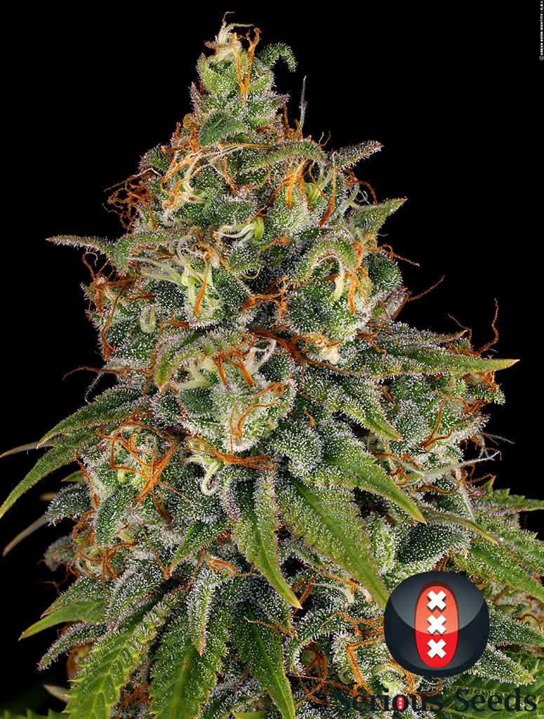 serious-seeds-strawberry-ak-47-akeil-feminised-cannabis-seeds-3