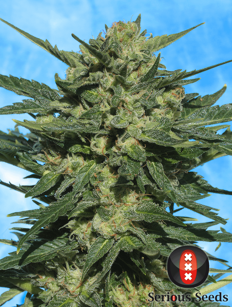 serious-seeds-white-russian-auto-feminised-cannabis-seeds-1
