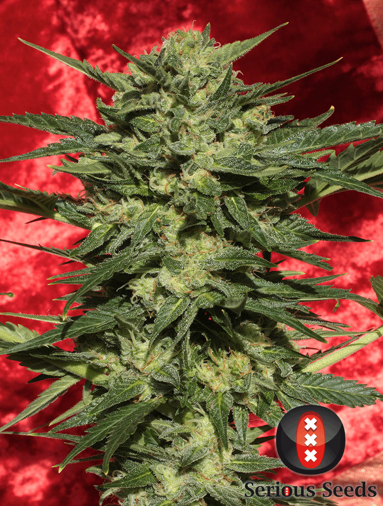 serious-seeds-white-russian-auto-feminised-cannabis-seeds-3