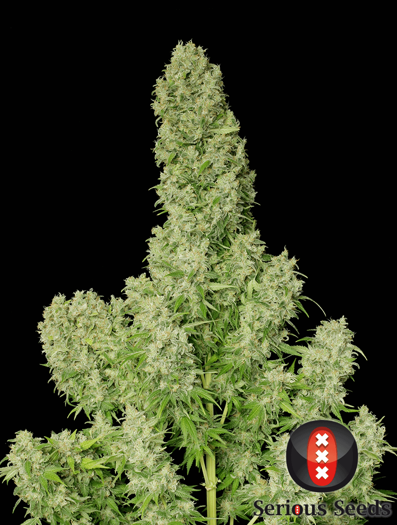 serious-seeds-white-russian-feminised-cannabis-seeds-1