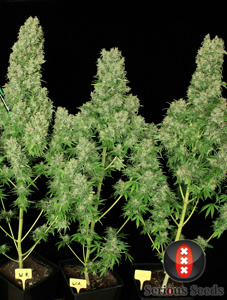 serious-seeds-white-russian-feminised-cannabis-seeds-2