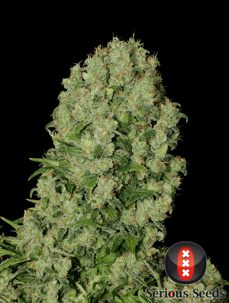 serious-seeds-white-russian-feminised-cannabis-seeds-3