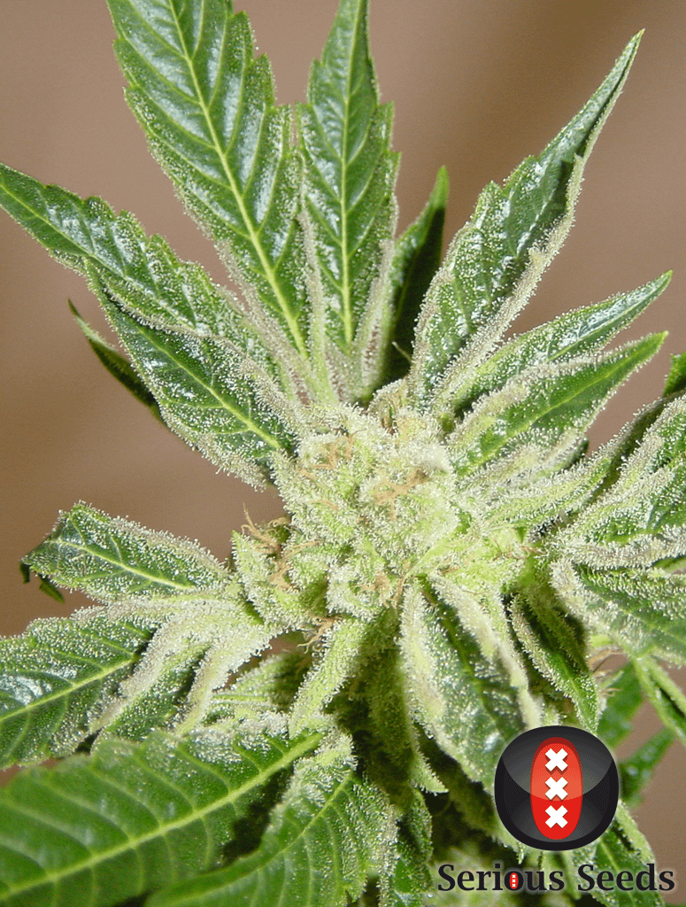 serious-seeds-white-russian-feminised-cannabis-seeds-4