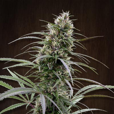ace-seeds-congo-regular-and-feminised-cannabis-seeds-1