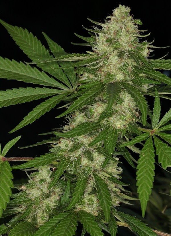 ace-seeds-congo-regular-and-feminised-cannabis-seeds-2