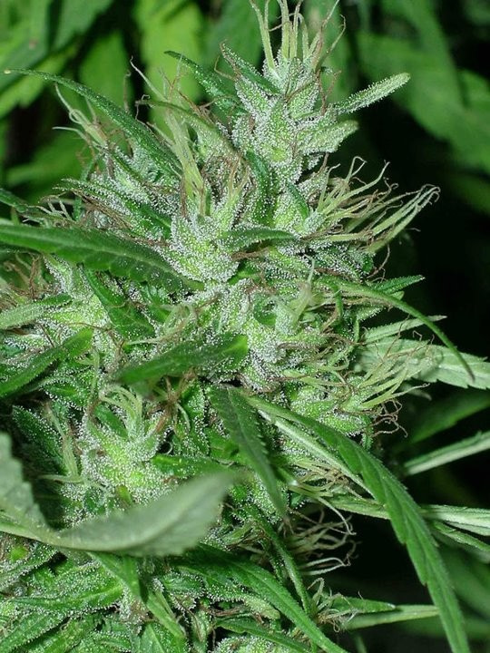 ace-seeds-congo-regular-and-feminised-cannabis-seeds-3