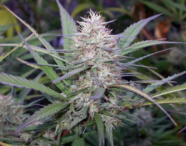 ace-seeds-congo-regular-and-feminised-cannabis-seeds-5