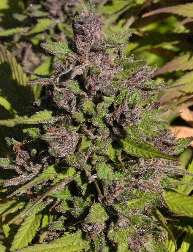 ace-seeds-congo-regular-and-feminised-cannabis-seeds-8