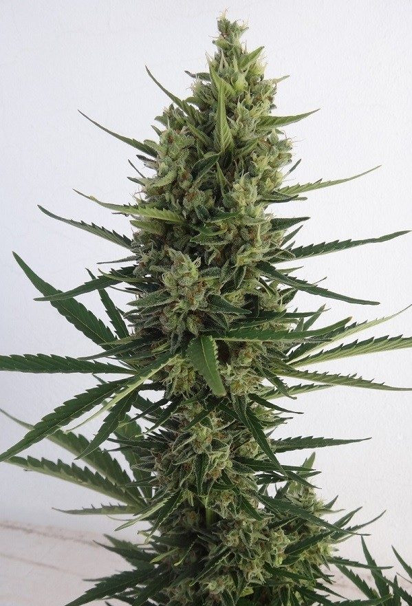 ace-seeds-malawi-x-northern-lights-auto-feminised-cannabis-seeds-2