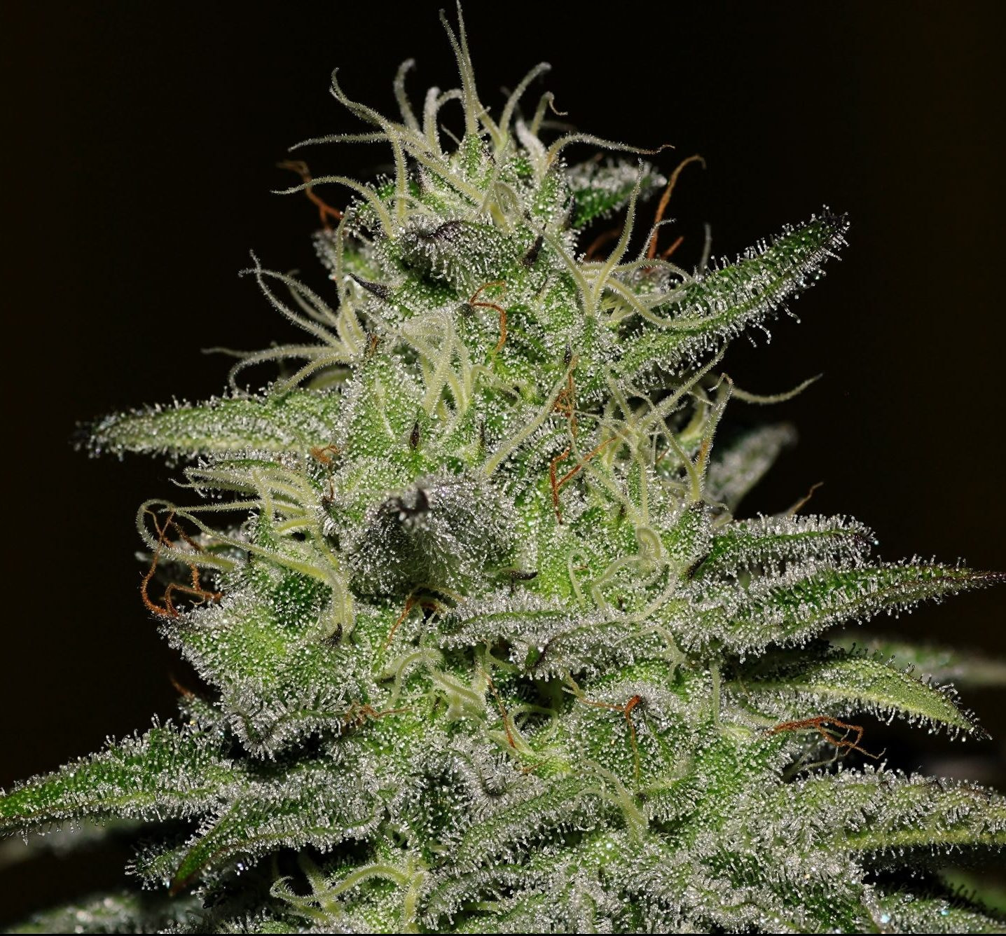 seedsman-girl-scout-crack-feminised-cannabis-seeds-1