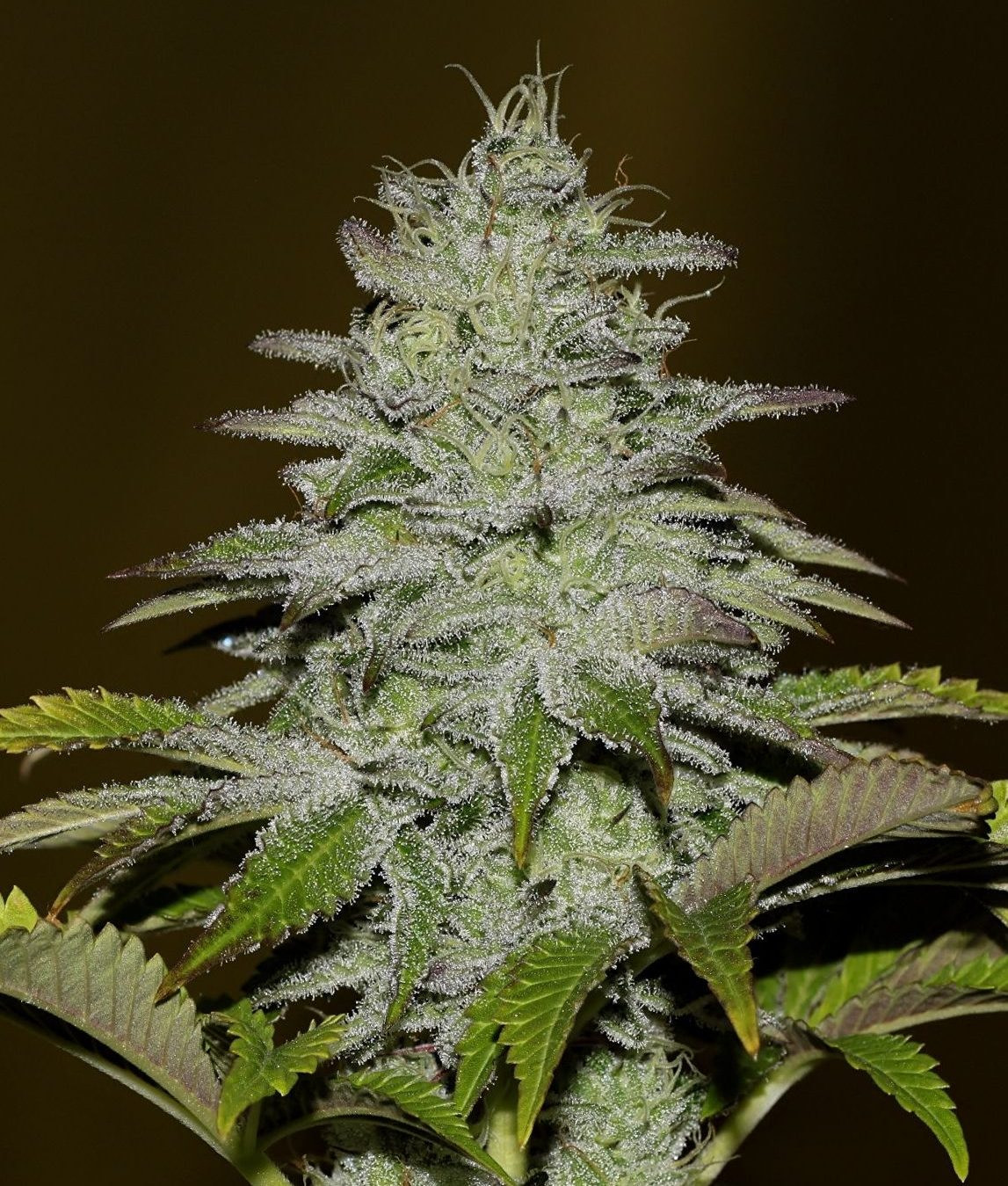 seedsman-girl-scout-crack-feminised-cannabis-seeds-2