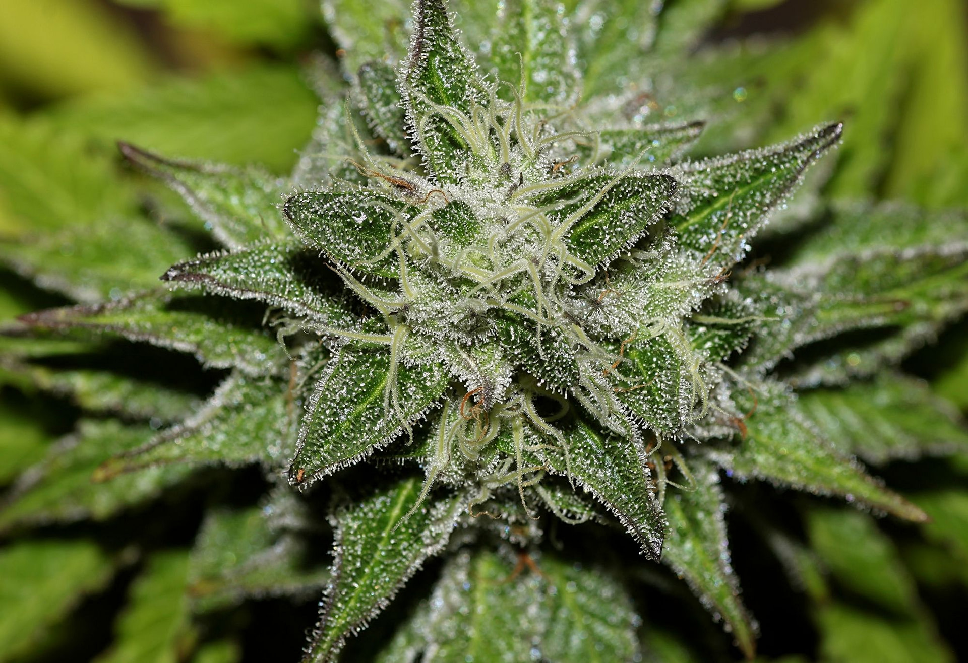 seedsman-girl-scout-crack-feminised-cannabis-seeds-3