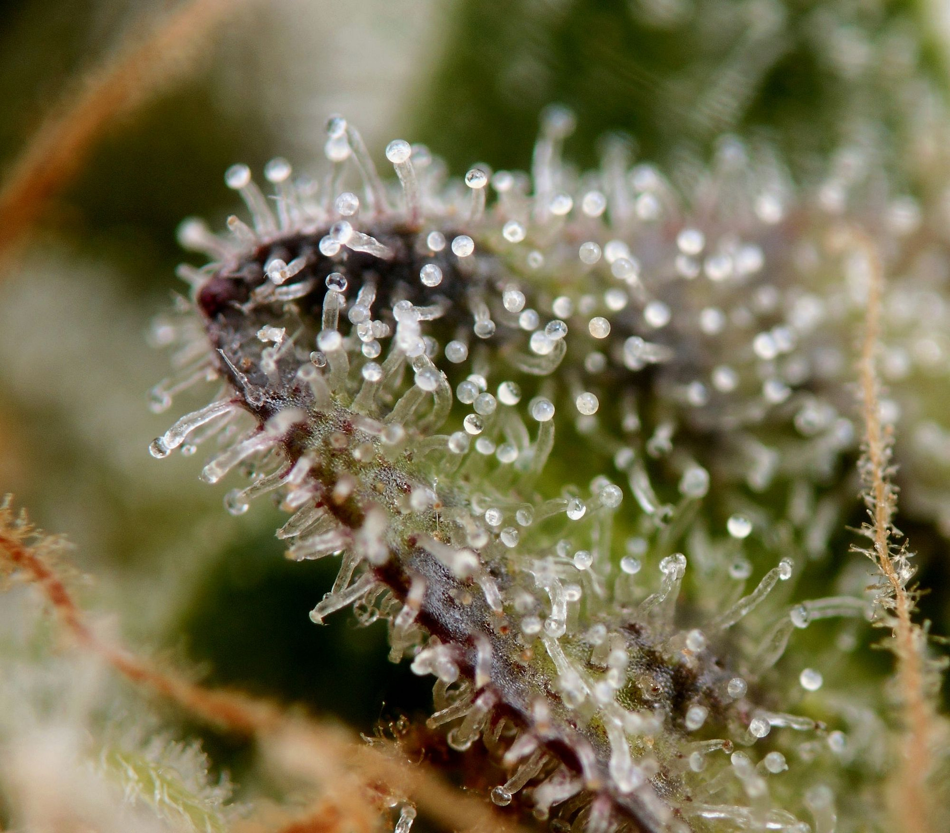 seedsman-girl-scout-crack-feminised-cannabis-seeds-7