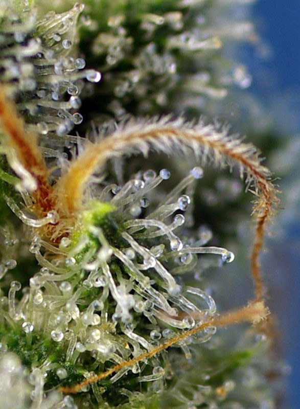 sweet-seeds-sweet-amnesia-haze-feminised-cannabis-seeds-3
