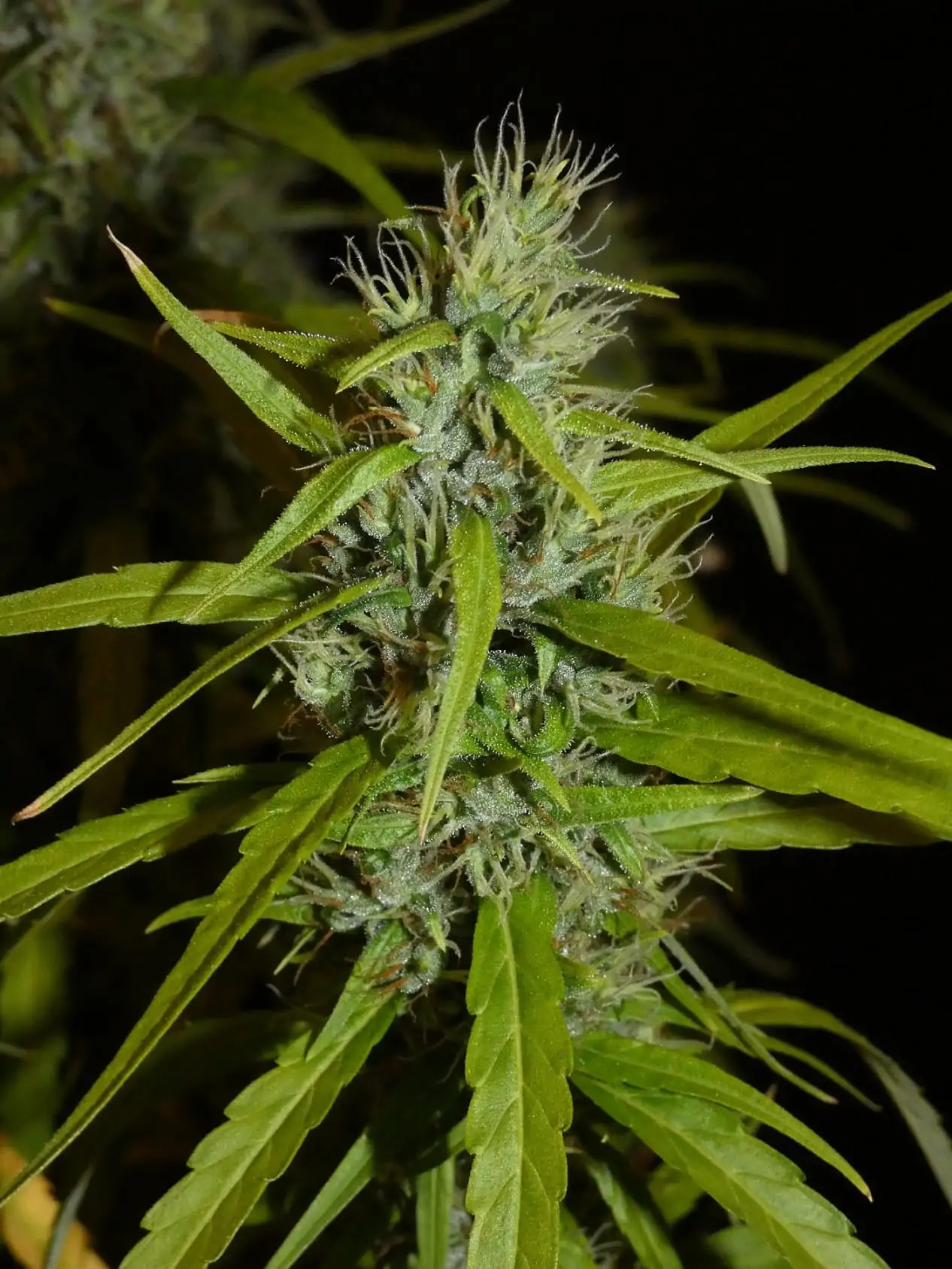 khalifa-genetics-filipino-kibungan-regular-cannabis-seeds-3
