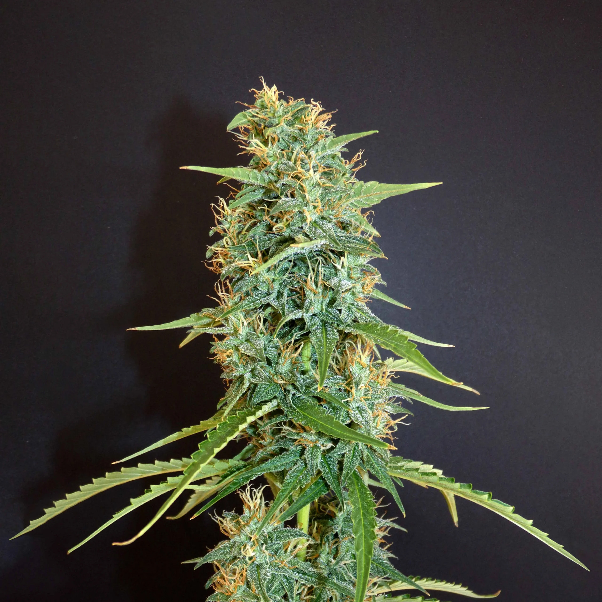 khalifa-genetics-moroccan-beldia-regular-cannabis-seeds-1