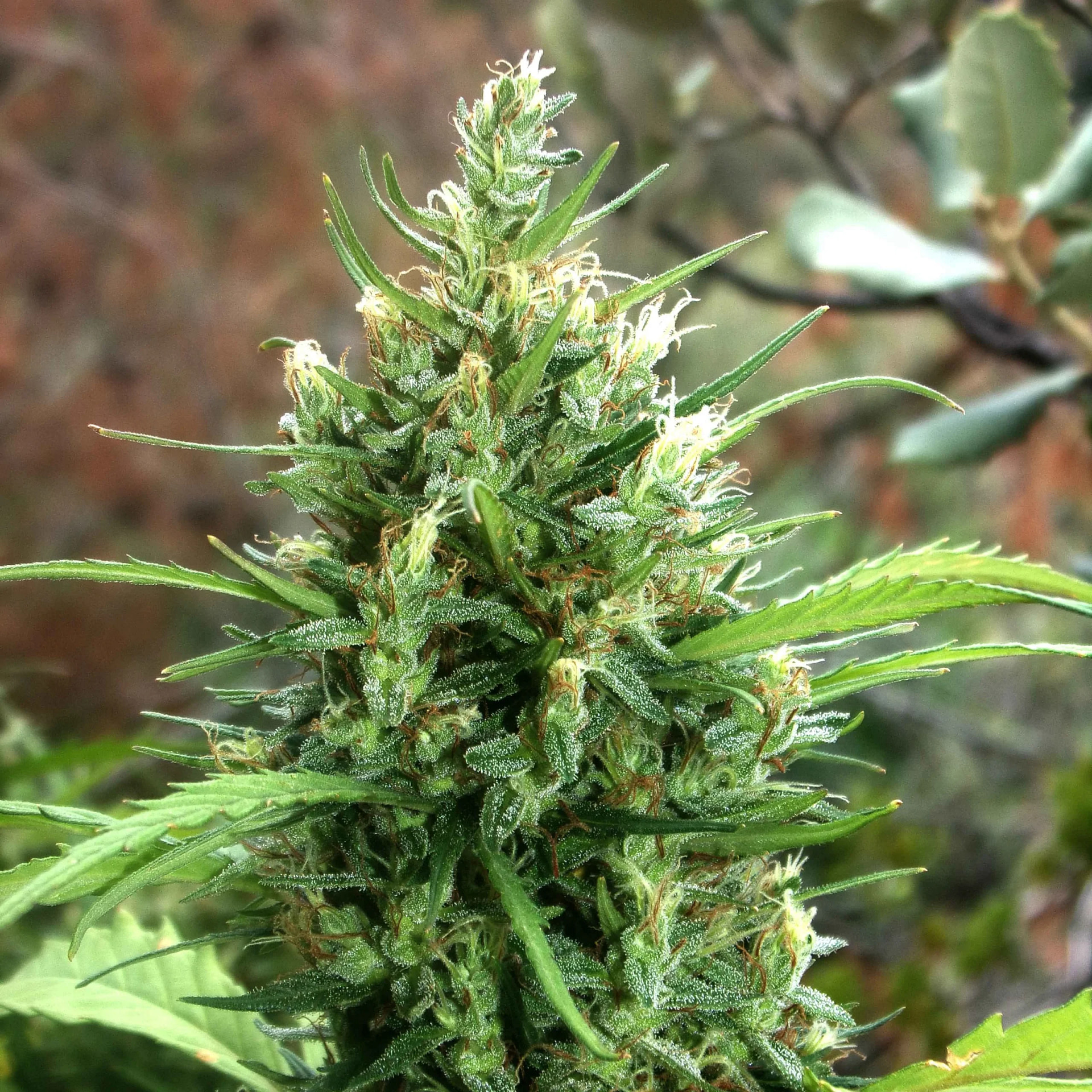 khalifa-genetics-moroccan-beldia-regular-cannabis-seeds-2