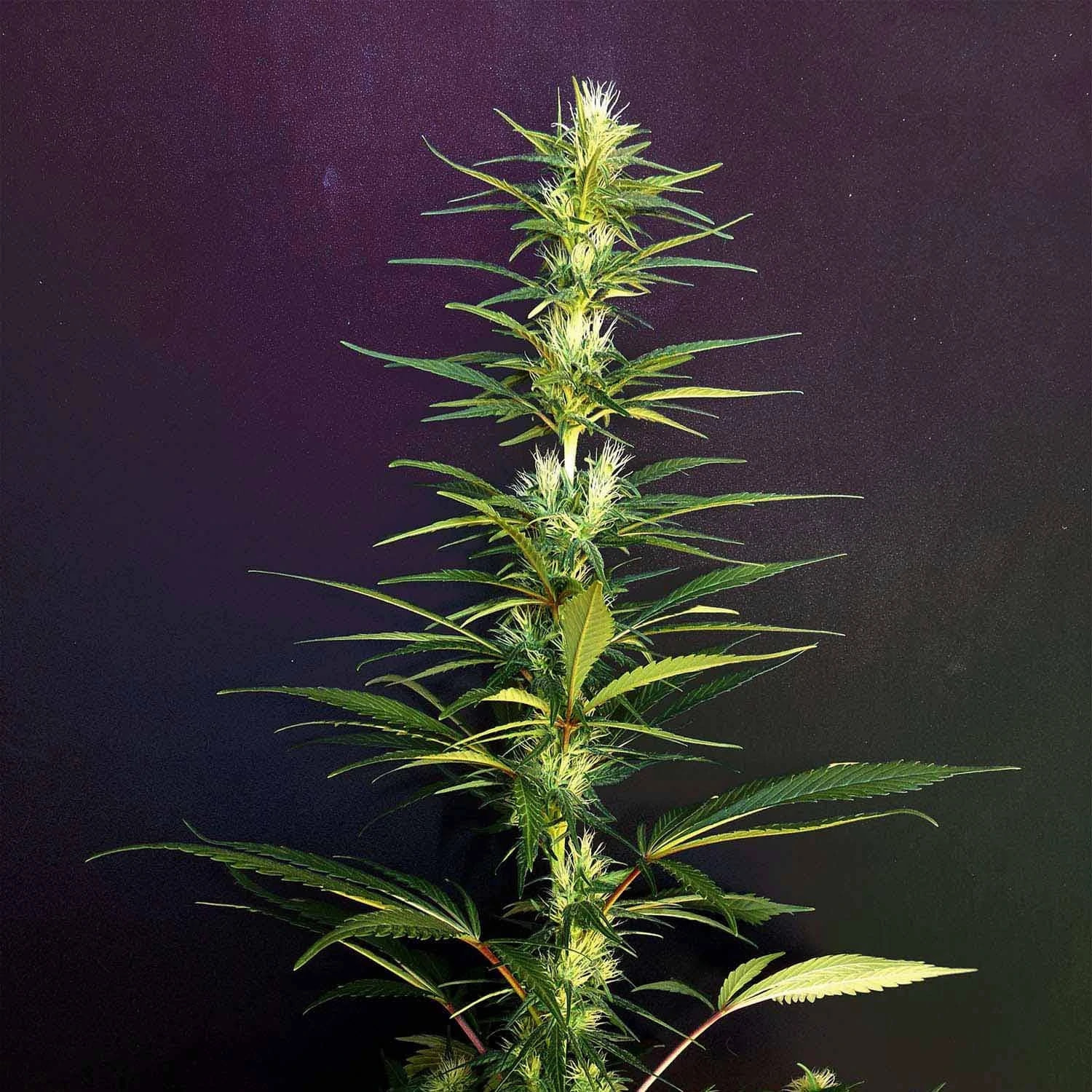 khalifa-genetics-moroccan-beldia-regular-cannabis-seeds-3