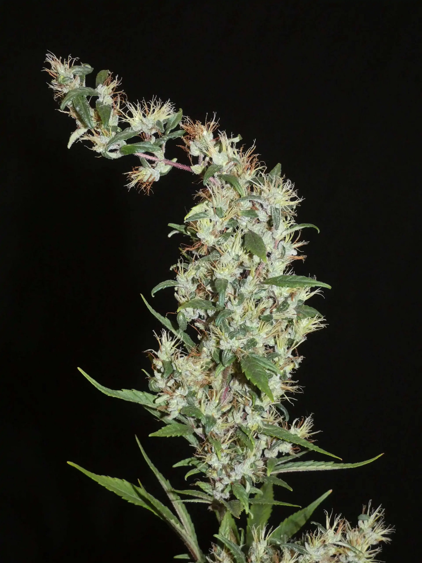 khalifa-genetics-moroccan-beldia-regular-cannabis-seeds-4